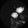 Wยฃ$T๐ฆ's profile picture