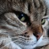 malamandarinca's profile picture