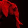 Elephant 的头像