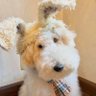 TheGoldenBo profil fotoğrafı