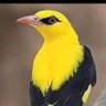 نواف الحربي's profile picture