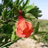 Фото профиля VoiceofSharif
