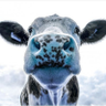 Фото профиля Cow