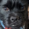 Фото профиля Alphadoggie