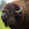 Buffaloed's profile picture