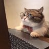 eman balarbar's profile picture