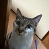 cat's profile picture