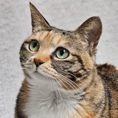꾸룩이는 오늘도 꾸룩해 🐾's profile picture