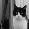 Free Cat’s Media | Yukko profil fotoğrafı