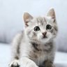 Profilbild von nekofup