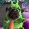 bashful bandit's profile picture