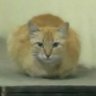 Profilbild von Vishu