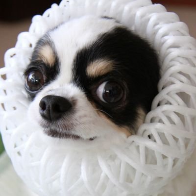 犬用's profile picture