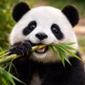 비싸게 PANDA profil fotoğrafı