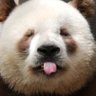 วิเชียรไก่ย่าง's profile picture