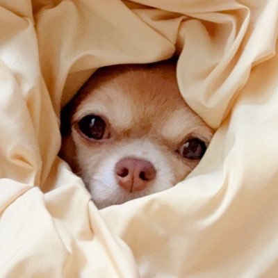 로키짱's profile picture