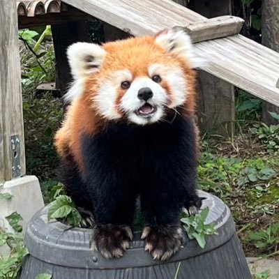 zootopureyade's profile picture