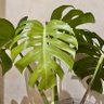 Marsilea Crenata's profile picture