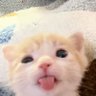 Фото профиля cat