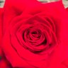 Фото профиля Veronica Inconetti