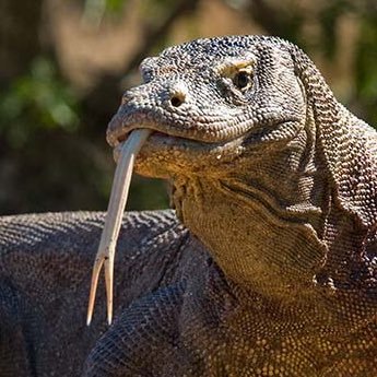 evil sinister fucking komodo dragon (bio/paleoomf)'s profile picture