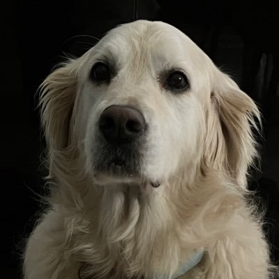 loabi_retriever's profile picture