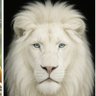Morike Makan Fofana's profile picture