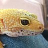 Фото профиля プケちゃん