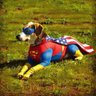 Profilbild von SuperDog