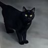 Profilbild von NEO-NEKO
