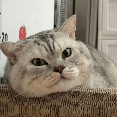 momost's profile picture