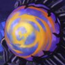 毎月34万積立/オルカンゴールドFANG+宇宙開発 的头像