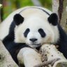 guweiyi profil fotoğrafı