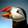 Рuffin thoughts profil fotoğrafı