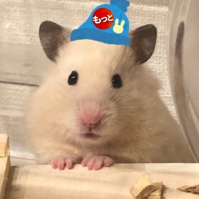 sokuochi_sub's profile picture