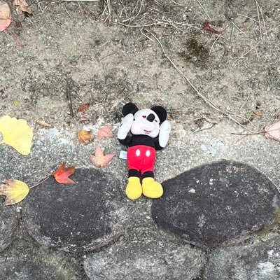 メタカウ's profile picture