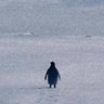 Profilbild von dağlara giden penguen