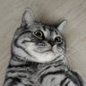 Фото профиля 笨笨哒小熊猫