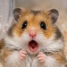 Profilbild von Timid hamster