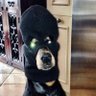 BigDogsRule profil fotoğrafı
