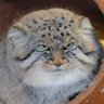 太古の猫 的头像