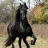العربي الاصيل's profile picture
