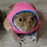 Dorygnathus Stan's profile picture