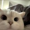 清风's profile picture