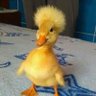 🦆 profil fotoğrafı