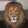 Lion & Sun Legacy 的头像