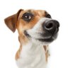 Dog_Guarada profil fotoğrafı