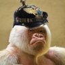 Saygor63's profile picture
