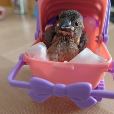 4羽の文鳥使い's profile picture