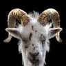 Gangstalicious's profile picture